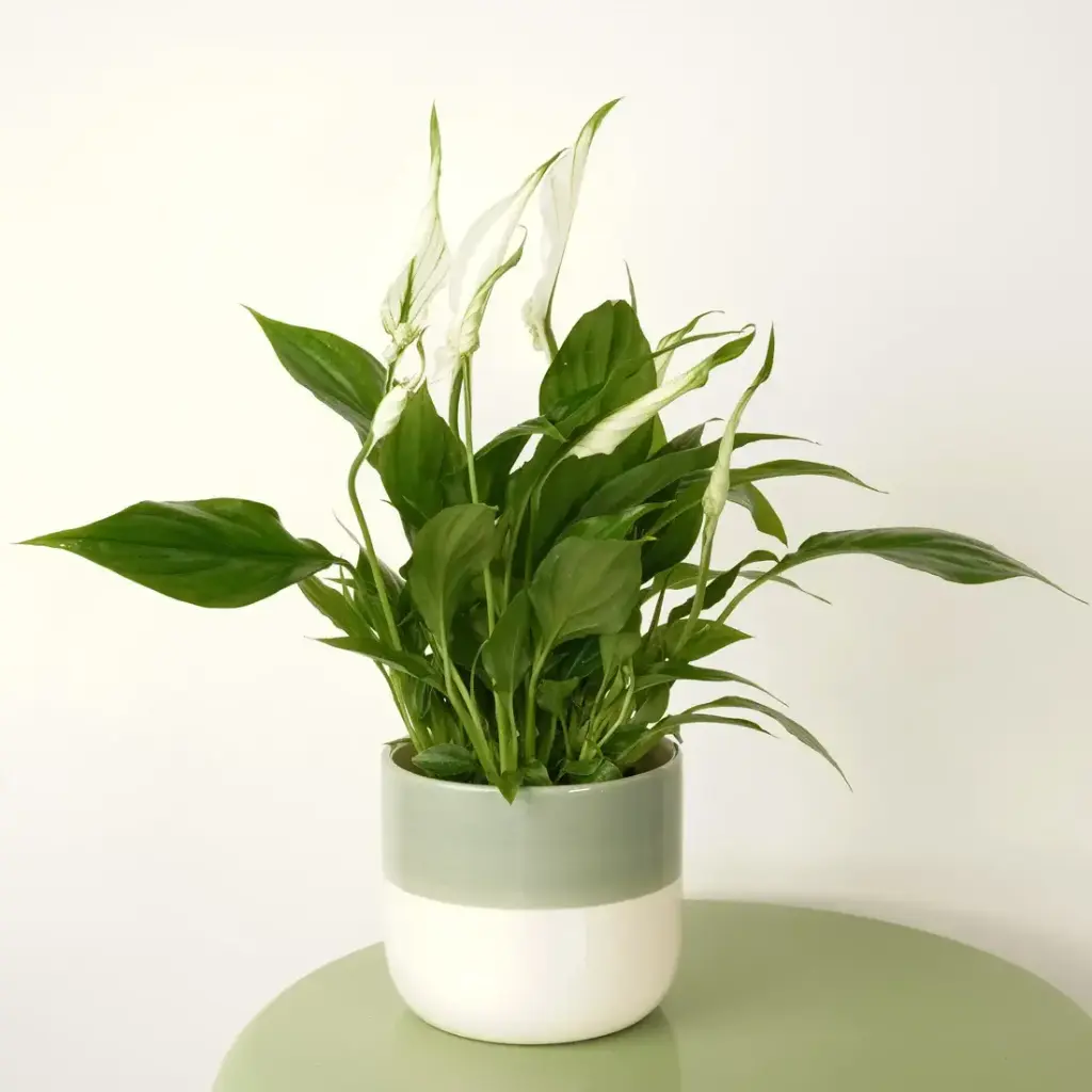 Peace Lily plant