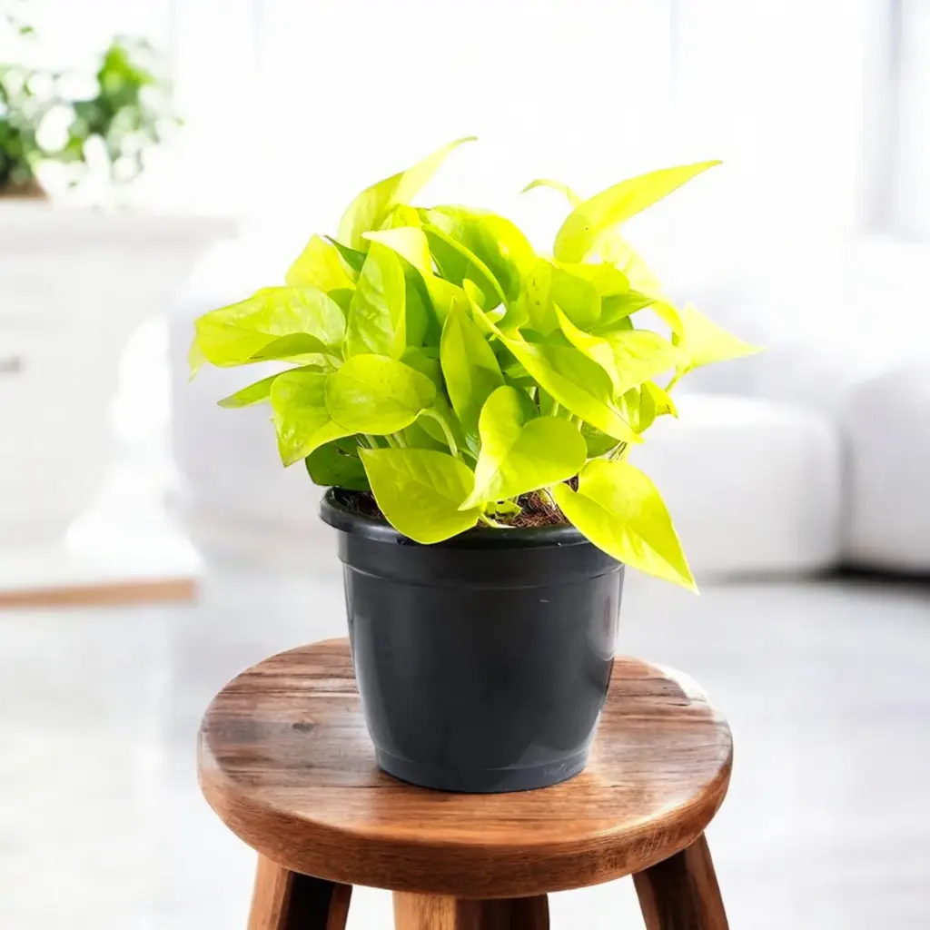 Money Plant Golden