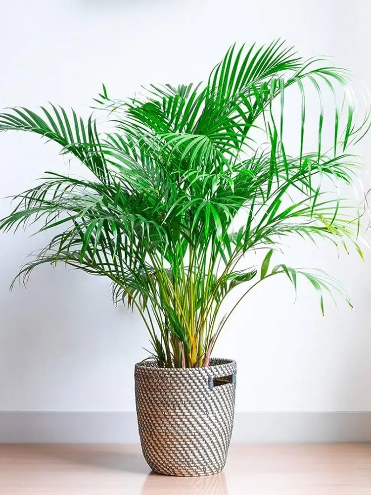 Areca Palm Plant
