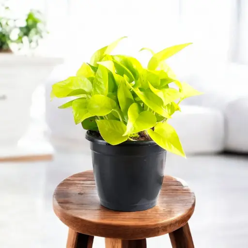 Money Plant Golden